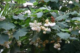 Image result for Dombeya burgessiae
