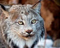 11 U S Species Endangered By Climate Change Wild Cats Animals Beautiful Animals