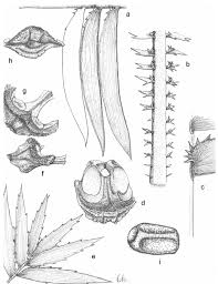 Image result for Ipomoea shupangensis