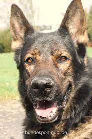 pin auf hundesport nubi blog der hundeblog fur aktive hunde