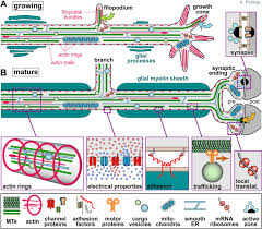 The license was issued to morris green properties pllc by trec (texas real estate commission). The Model Of Local Axon Homeostasis Explaining The Role And Regulation Of Microtubule Bundles In Axon Maintenance And Pathology Neural Development Full Text