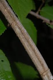 Image result for Grewia forbesii