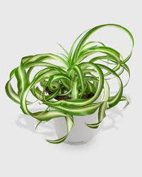 Image result for Chlorophytum lancifolium