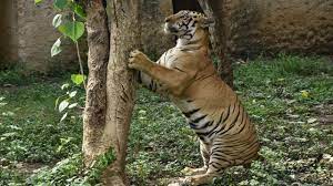 A Tiger Inside The Surat Zoo