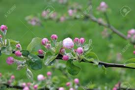 We did not find results for: Close Up Shot Of Branch Of Crab Apple Tree Flowers Stock Photo Picture And Royalty Free Image Image 19086749