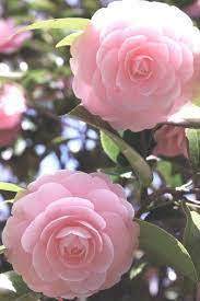Most Beautiful Pink Flowers In The World Camellia Flower Beautiful Pink Flowers Beautiful Flowers Beautiful Flowers Photography
