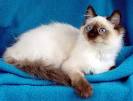 Birman Kittens for Sale - Felines4us