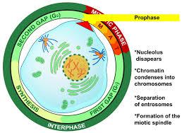 We did not find results for: Stages Of The Cell Cycle Mitosis Interphase And Prophase Owlcation