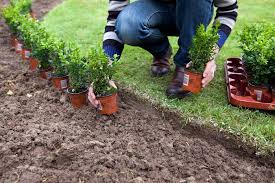 Image result for Buxus