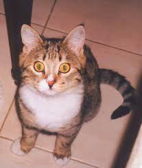 Kucuk Tekir Evin Kedisi Kedi