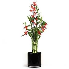 Pin By Brett Altshuler On Tattoos Lucky Bamboo Red Orchids Lucky Bamboo Plants