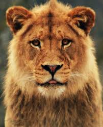 I Remember Dad When He Brought Toby The Lion Home Needless To Saytoby Was Off Limits Animals Animals Wild