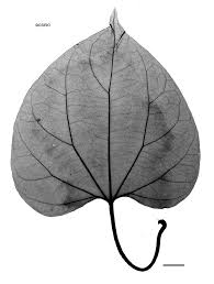 Image result for Cardiopteridaceae