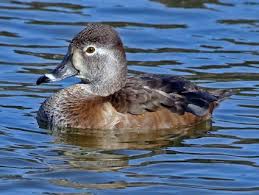 Small Bird With White Ring Around Neck Female Ring Necked Duck Duck Identification Duck Species Duck