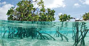 Https Www Bluecarbonsociety Org Images Home Mangrove Png In 2020 Ocean Habitat Sea Illustration Mangrove