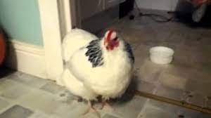 There are two strains of a common respiratory disease in chickens that then you hear a sneeze again and begin to investigate which chicken is the source of this funny little. Not Just Sneezing Chicken Here S A List Of Animal Habits That You Didn T Know About Living News Firstpost