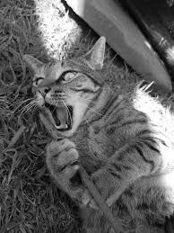 Image result for lolcats