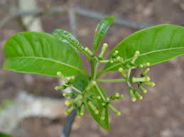 Image result for Rauvolfia vomitoria