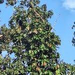 Image result for Gilbertiodendron dewevrei