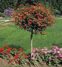 Setanyrozsa Torzses Koronas Viragzo 80 90cm Ujdonsag Lantana Camara Lantana Tree Lantana Camara Lantana