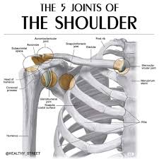 This acts as the bony framework by which the muscles of the chest, upper back and shoulder connect the upper limb to the trunk of the body and control it's movements.the clavicle connects to the sternum via the. Healthy Street The Five Joints Of The Shoulder Right Shoulder Anterior View A Total Of Five Joints Contribute To The Wide Range Of Arm Motions At The Shoulder Joint There