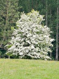 Caricato alle 19 aprile 2018. Cura Degli Alberi Di Biancospino Suggerimenti Per La Coltivazione Di Piante Di Biancospino Ilgiardino