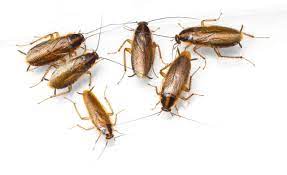 Moving resources pest control compare the best pest control services of 2021. German Cockroach Control Hero Pest Control Pest Control Services