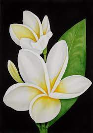 Frangipani By Julie Anne Gatehouse Acrylic Paint Matt Black Background On A3 29 7cm By 42cm Black Canvas Paintings Simple Canvas Paintings Flower Painting