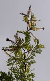 Image result for Newtonia hildebrandtii