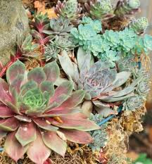 Figure out your climate zone and choose succulents for the garden that are hardy in that zone. 17 Succulents For Zone 7 Ideas Succulents Planting Succulents Plants