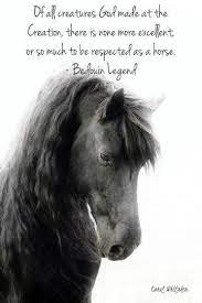 Pin On Horses