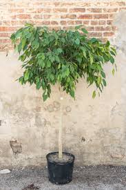 Image result for Ficus demeusei