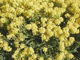 Image result for Aurinia