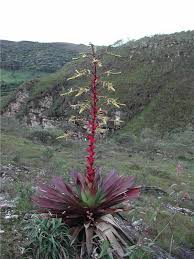 Image result for Alcantarea