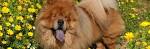 25 Dumbest Dog Breeds & Why They Are Smarter Than You Think