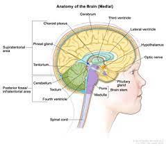 What are the signs and symptoms of a pediatric atypical teratoid rhabdoid tumor (atrt)? Childhood Central Nervous System Atypical Teratoid Rhabdoid Tumor Treatment Pdq Treatment Health Professional Information Nci Cs Mott Children S Hospital Michigan Medicine