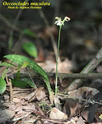 Image result for Oeceoclades maculata × quadriloba