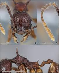 Check spelling or type a new query. The First Discovery Of The Pheidole Quadricuspis Group In The Indo Chinese Peninsula Insecta Hymenoptera Formicidae Myrmicinae