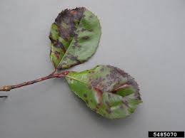 Chinese photinia are great alternatives to the red tip photinia. Red Tip Photinia And Disease How To Fix Photinia Fungus