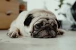 The 120 Most Popular Pug Names of 2020 | The Dog People