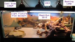 Bearded Dragon Org View Topic Lighting Help For Newbies Baby Bearded Dragon Bearded Dragon Bearded Dragon Lighting