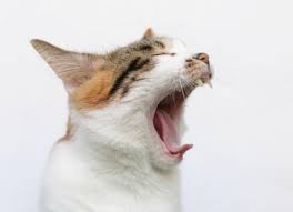 Mouth cancer in cats may be noted by a visible tumor or mass of the oral cavity. Cancerous And Non Cancerous Growths In A Cat S Mouth Petmd