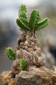 Image result for Euphorbia mlanjeana