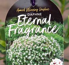 One plant is indoor and doing well but there is no flower. Daphne Eternal Fragrance 14cm Garden World