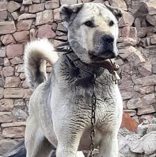 Pin By Armando Leon On Armando Leon Landaveri Kangal Dog Dog House Dogs