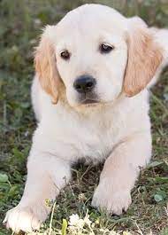 Favorite this post jul 2. Golden Retriever Puppies For Sale In Maine Me Golden Retriever Retriever Puppy Golden Retriever Puppy