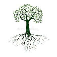 Red oak root systems are differentiated from white oak root systems, which produce tap roots. Oak Tree Roots Stock Illustrations 1 317 Oak Tree Roots Stock Illustrations Vectors Clipart Dreamstime