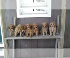 Watch these new born golden retriever puppies grow up; Golden Retriever Puppies For Sale Near Milwaukee Wisconsin Usa Page 1 10 Per Page Puppyfinder Com