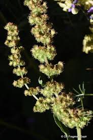 Image result for Rumex nepalensis
