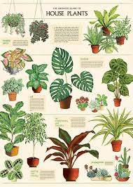 Plants Google Search In 2020 House Plants Hanging House Plants Decor Plants